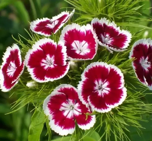 Semillas De Clavelina China Dianthus Chinensis - Mix Colores